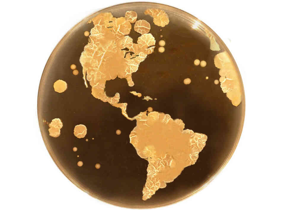 For our native bacteria, our bodies are the whole world. For our native bacteria, our bodies are the whole world.